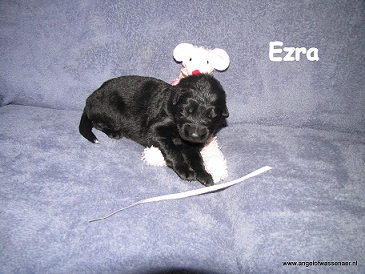 Ezra zwarte teef, 2 weken jonge pup